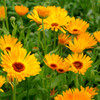 Calendula Dye Seed Pack / Yellow